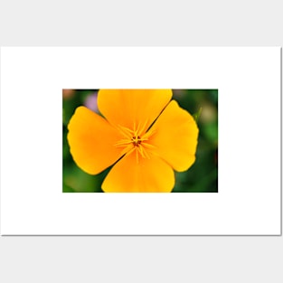 Yellow flower close-up against blurry green background Posters and Art